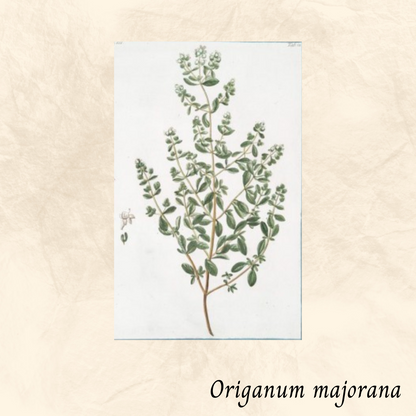 Mélange Maison Tisane Marjolaine (Origanum majorana)