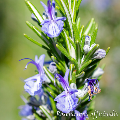 Mélange Maison Romarin (Rosmarinus officinalis)