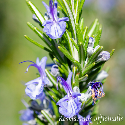 Mélange Maison Romarin (Rosmarinus officinalis)