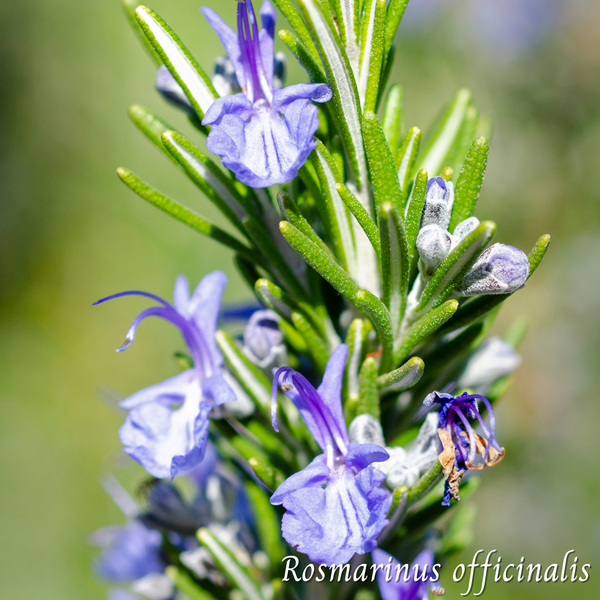 Mélange Maison Romarin (Rosmarinus officinalis)