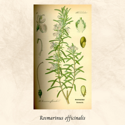 Mélange Maison Romarin (Rosmarinus officinalis)