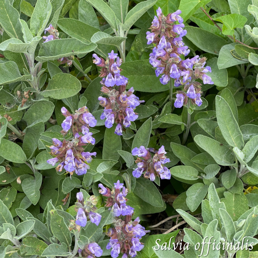 Mélange Maison Sauge (Salvia officinalis)