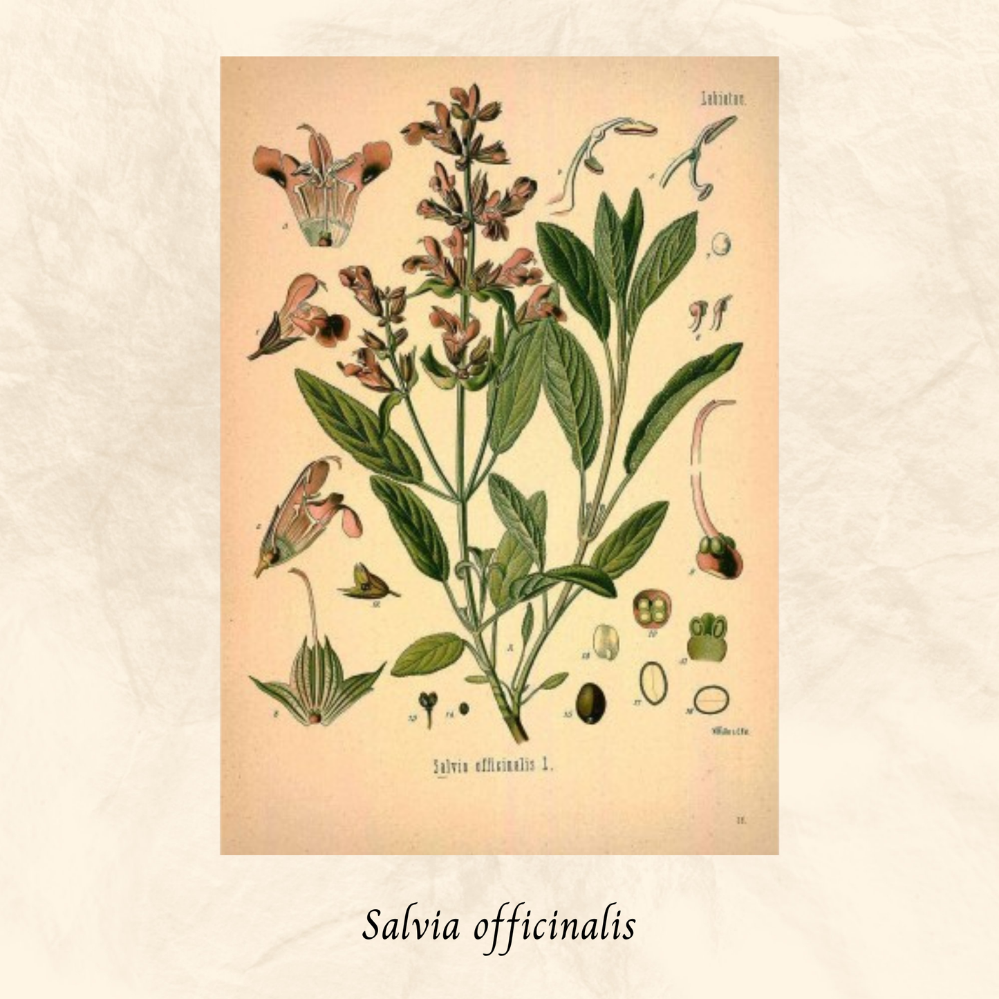 Mélange Maison Sauge (Salvia officinalis)
