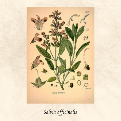 Mélange Maison Sauge (Salvia officinalis)