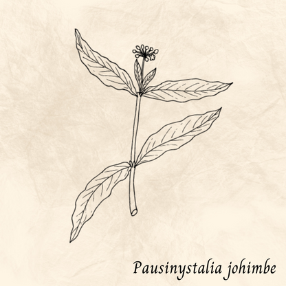 Mélange Maison Yohimbe (Pausinystalia johimbe)